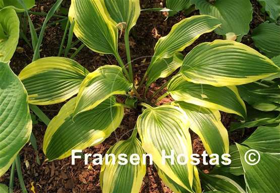 Hosta Kim She